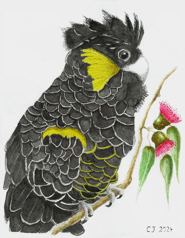 Yanggai - Black Cockatoo Card pack (10)