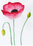 'Poppy' Card